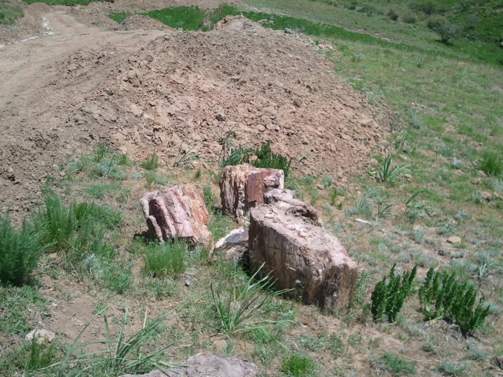 Месторождение окаменелого дерева (опал)