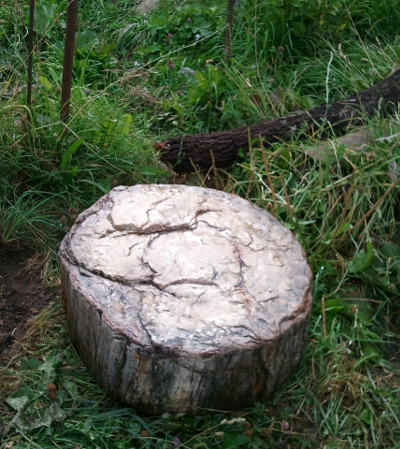 окаменелое дерево